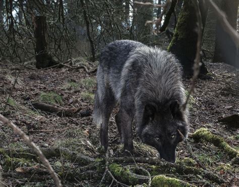 Our close connection with the fascinating inhabitants of Wolf Haven | The Seattle Times