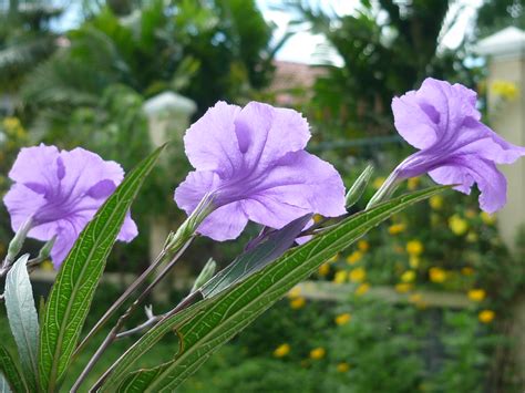 Cây nổ thân cao Ruellia brittoniana , Common Name: Mexican… | Flickr