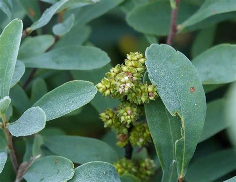 Myrica Gale Essential Oil Fast Delivery | yasaracarfenlisesi.com