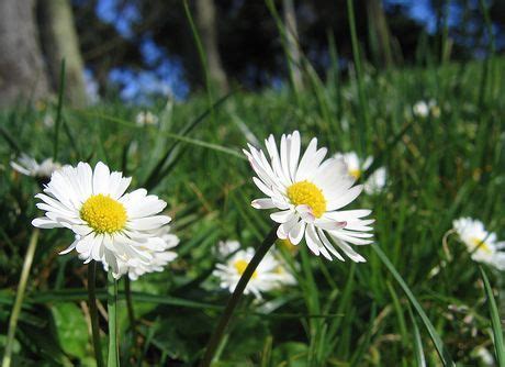 Bellis Plant Growing & Care Guide for Gardeners