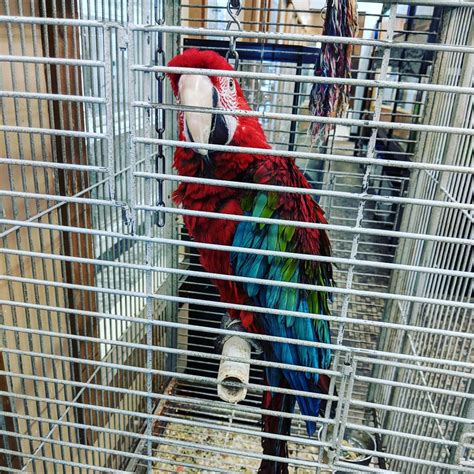 Scarlet Macaw Cage | ubicaciondepersonas.cdmx.gob.mx