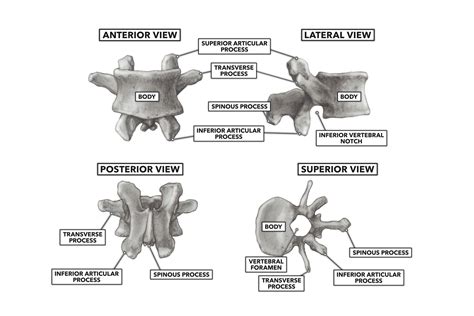 CrossFit | Basic Structure of the Vertebrae