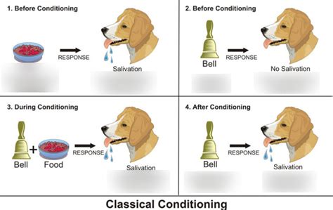 Classical Conditioning Diagram Diagram | Quizlet