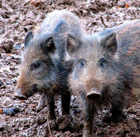 Wild boar (Sus scrofa) - two young ones © Evelyn Simak :: Geograph Britain and Ireland