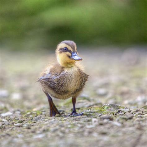 Baby Mallard Duckling Coming Ashore Photograph