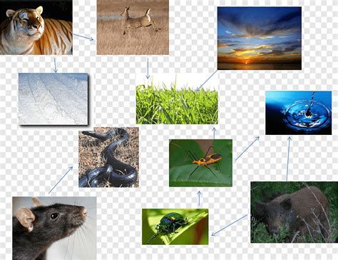 Everglades Food Chain Food Web Swamp PNG, Clipart, Angle,, 49% OFF