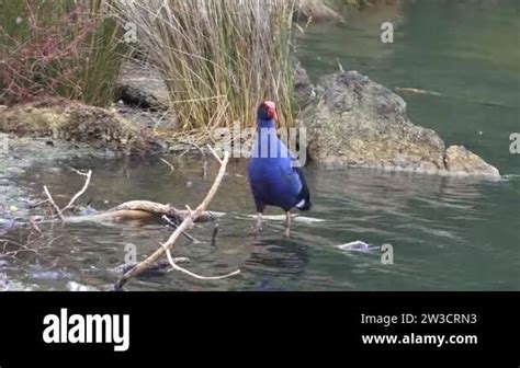 Pukeko habitat Stock Videos & Footage - HD and 4K Video Clips - Alamy