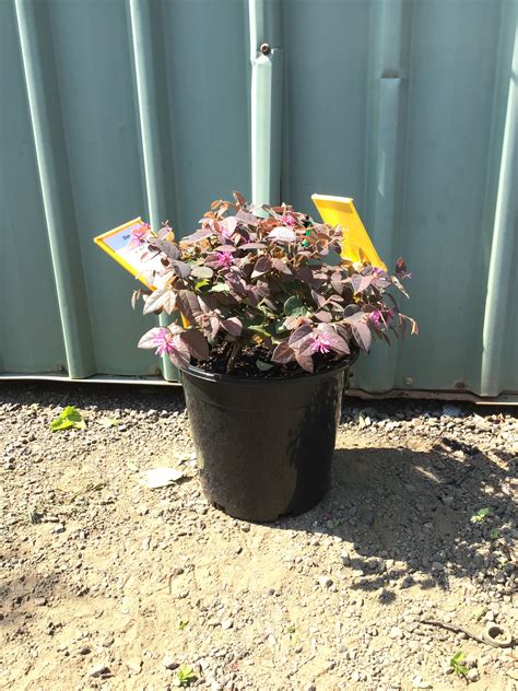 Loropetalum chinense var. rubrum Burgundy - Nishiki Nursery