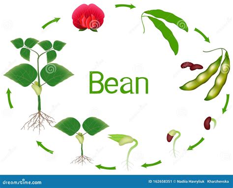 Green bean plant stages Idea | cathyshepherdot