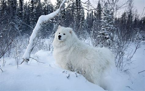 Samoyed Wallpapers - Wallpaper Cave