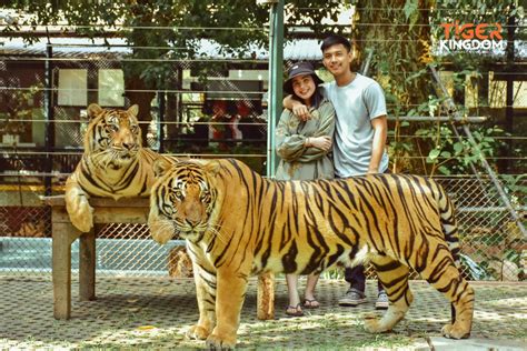 Tiger Kingdom Phuket – Phuket Travel Shop