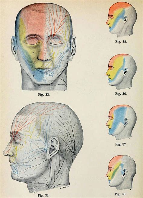 Trigeminal Nerve - Tumblr Gallery