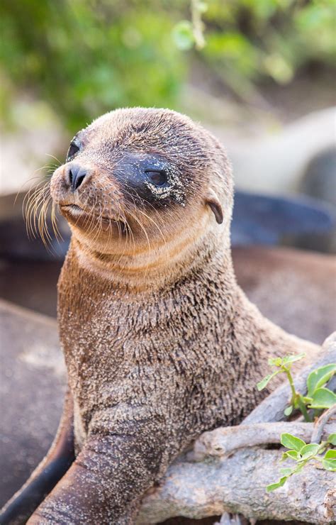 Las Islas Galapagos: For the Love of Sea Lions | Animals, Animals ...