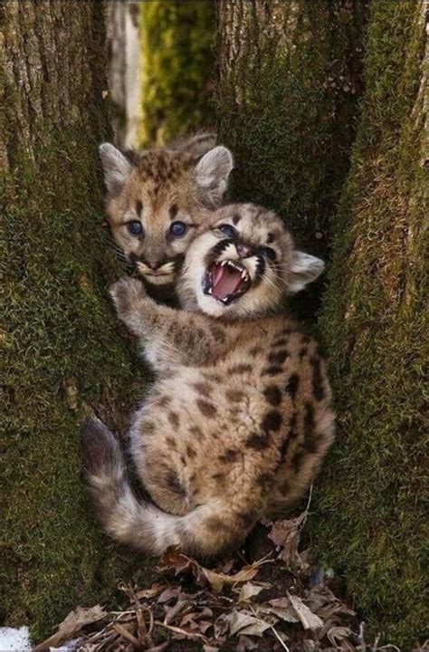 Mountain Lion Cubs. : r/hardcoreaww