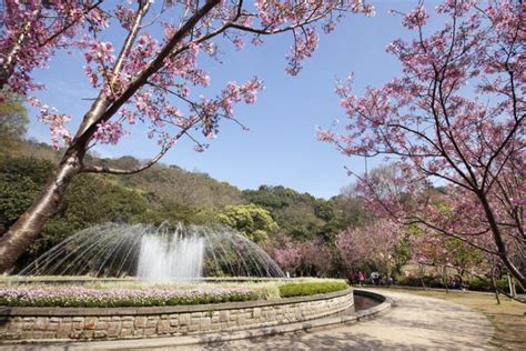 A Spring Guide to Taiwan Cherry Blossoms This 2019