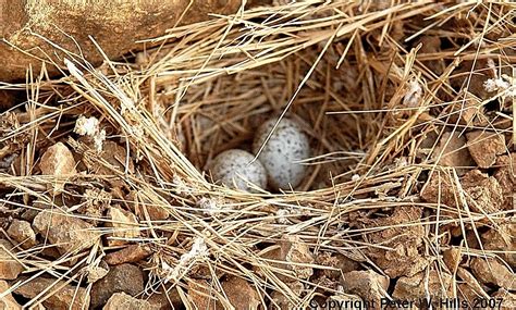 Lark Rufous-Tailed (Ammomanes phoenicura) eggs in nest - India - World ...