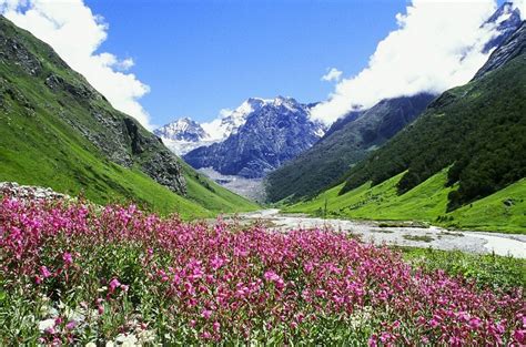 Valley Of Flowers Trek - Guided tour packages for valley of flower