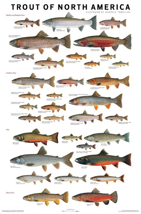 Épinglé par Herb Collingridge sur Fly Fishing | Tableau de poissons ...