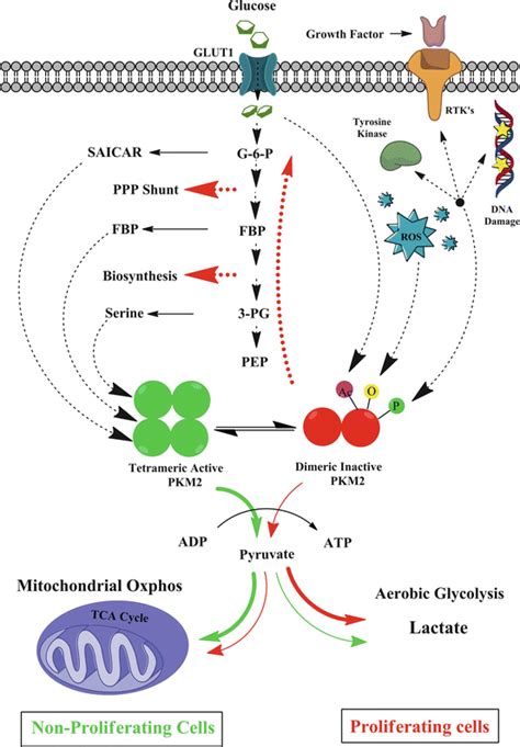 Pyruvate Kinase M2 | SpringerLink