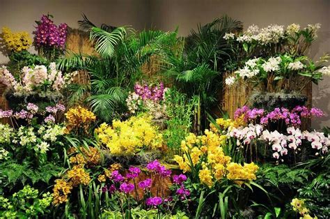 Orchid display | Orchids, Tropical garden, Garden design