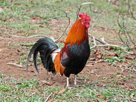 History of the Origin of all Domestic Fowl