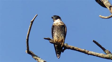 Bat Falcon | MarkEisingBirding