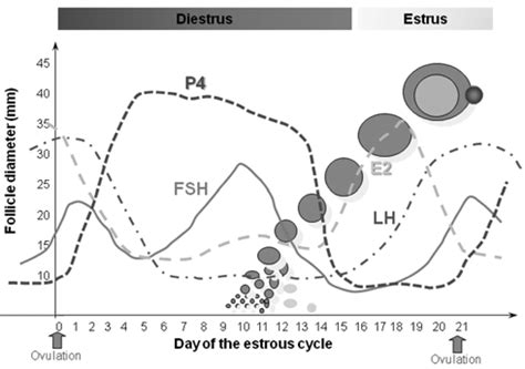 Schematic diagram of the mare estrous cycle endocrinology | Download Scientific Diagram