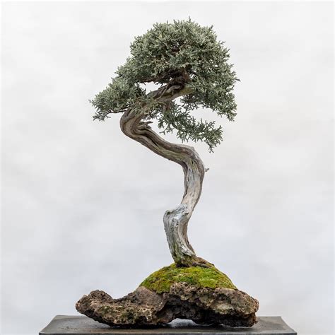 Western juniper on a rock - Bonsai Tonight