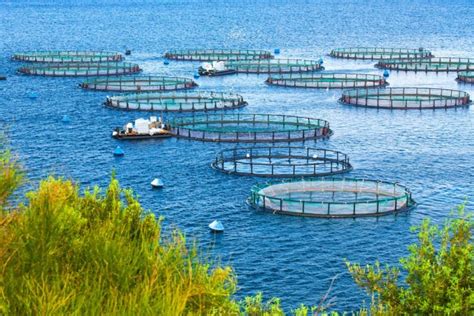 4 Common Methods for Aquaculture - The Healthy Fish