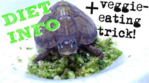 box turtle diet info + new trick to get them eating greens/veggies! - YouTube