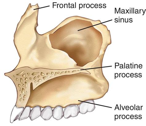 Maxilla Bone : Palatine Process; Alveolar Process | Basic anatomy and ...