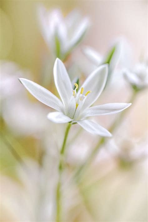 Star of Bethlehem | Nature photography flowers, Flowers photography, Beautiful flowers photography