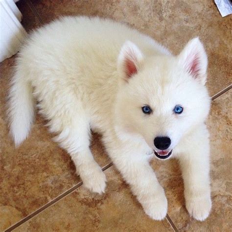 white alaskan husky | puppy love | Pinterest | Blue eyes, Tasty and Dog