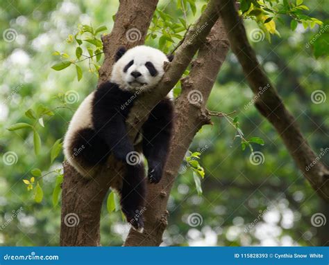 Young Panda Sleeping in a Tree Stock Image - Image of trees, cute: 115828393