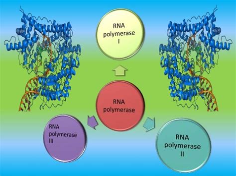 RNA polymerase