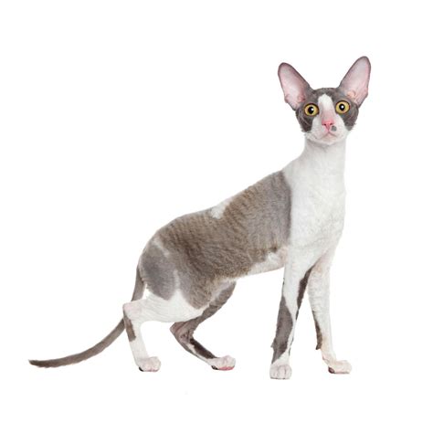 Cornish Rex Cat Breed Information | Cornish Rex Cat Characteristics, Grooming, Temperament Breed ...