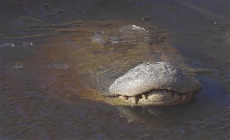 How Alligators Survive in a Frozen Pond: They 'Snorkel' | Live Science