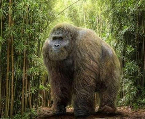 Gigantopithecus | prehistoric creatures | Pinterest | Prehistoric and ...