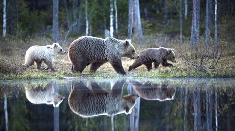 Albino Brown Bear hanging out with his fam : r/pics