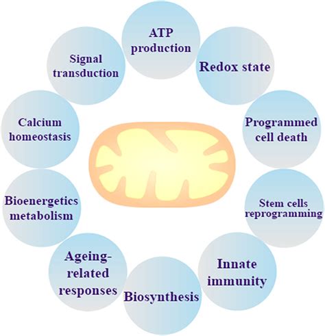 Frontiers | Mitochondria: Potential Targets for Osteoarthritis