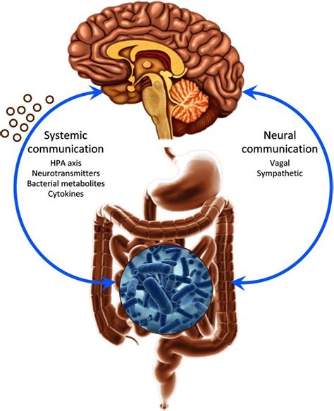 Understanding the Gut-Brain Connection – Viva Healthy Life – The Center for Holistic Medicine