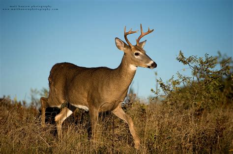 Professional Whitetail Deer Photography | Matt Hansen