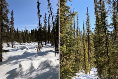 Notes from the Field - Illuminating a Boreal Forest’s Spring Wake-Up