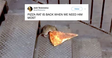 A New Pizza Rat Video Is Going Viral & Twitter Is Loving His Determination