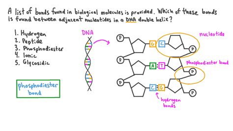 Dna Double Helix Hydrogen Bonds