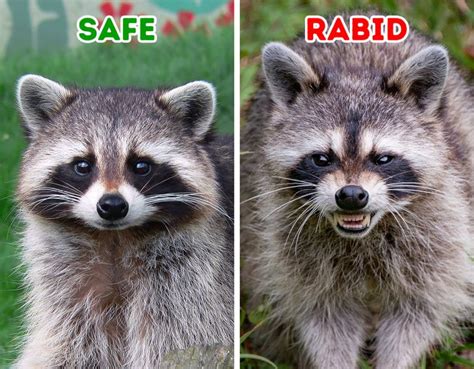 How to Recognize a Rabid Animal, and What to Do If You See One / Bright ...