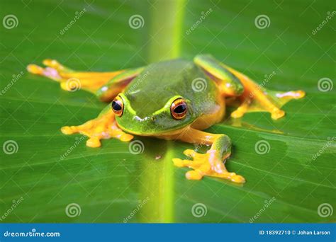 Beautiful Green Frog Sitting on Leaf Stock Photo - Image of little ...