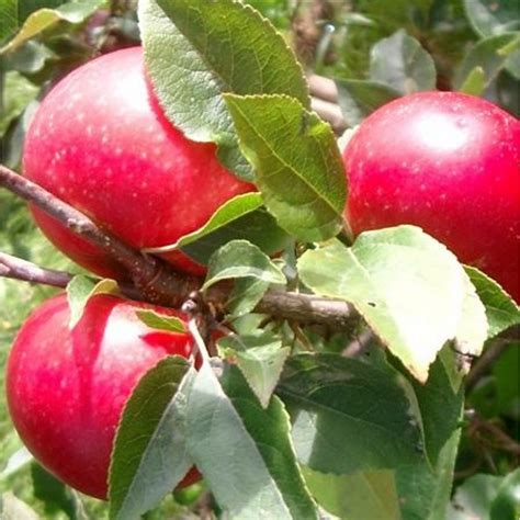 Discovery Apple Tree | Buy Apple Trees | Purchase Apple Fruit Trees