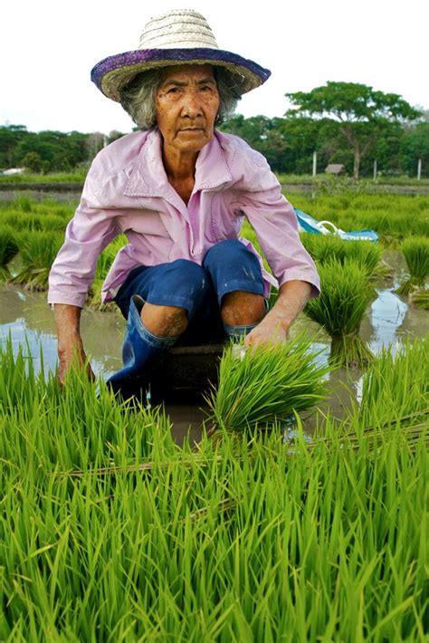 Filipina farmers like this one, picking young rice shoots to replant ...