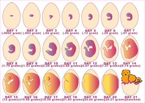 Which came first, the chicken or the egg? Evolution has the answer ...